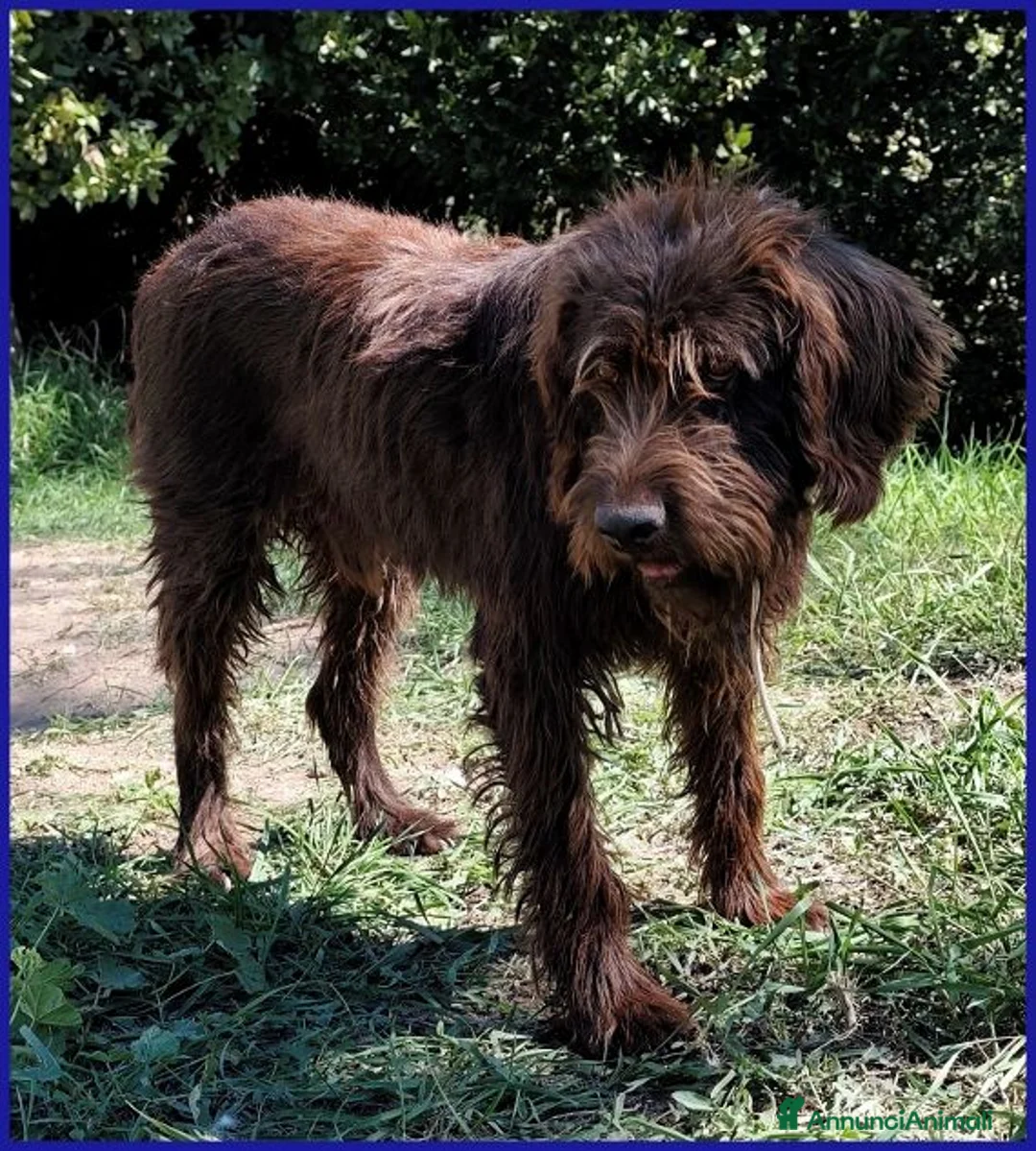 Meticcio cani in regalo: SPELACCHIO merita una vita serena - Annuncio 9