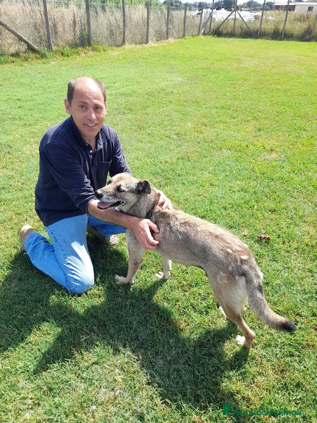 Meticcio cani in regalo: FRANZ, regaliamogli un futuro - Annuncio 3