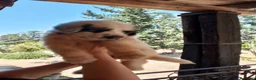Altre razze cani in vendita: Romanian Mioritic shepherd dog  - Annuncio 2