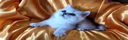 British gatti in vendita: British dolcissimo, alta genealogia KIT REGALO - Annuncio 15