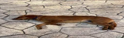 Meticcio cani in regalo: MASCHIO 2 anni 15 kg - Annuncio 1