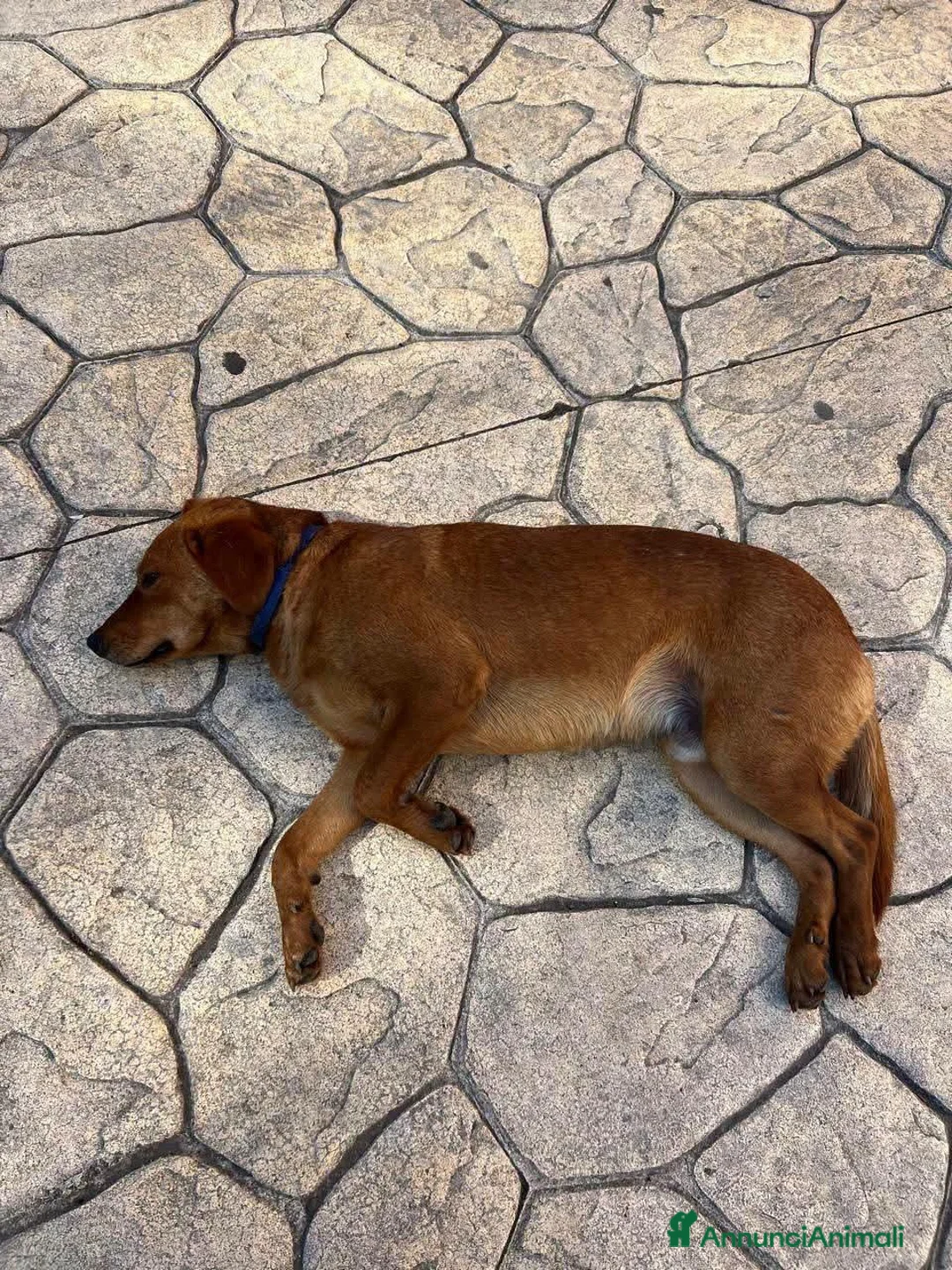 Meticcio cani in regalo: MASCHIO 2 anni 15 kg - Annuncio 1