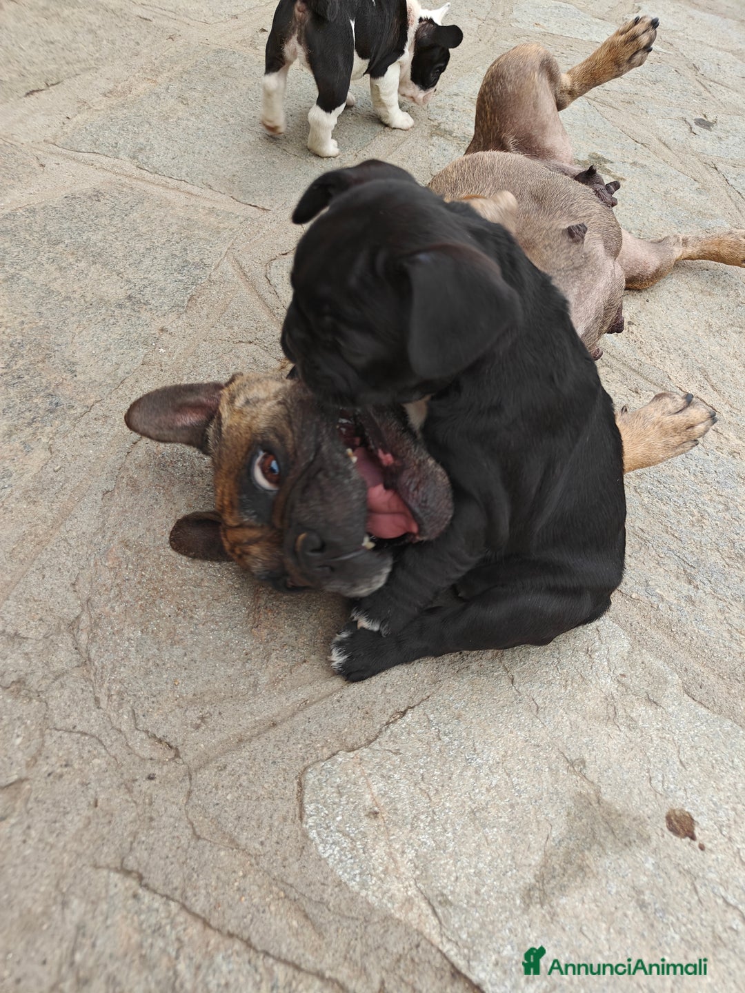 Bulldog Francese cani in vendita: CUCCIOLI DI BULLDOG FRANCESE a Provincia di Cuneo - Immagine 11