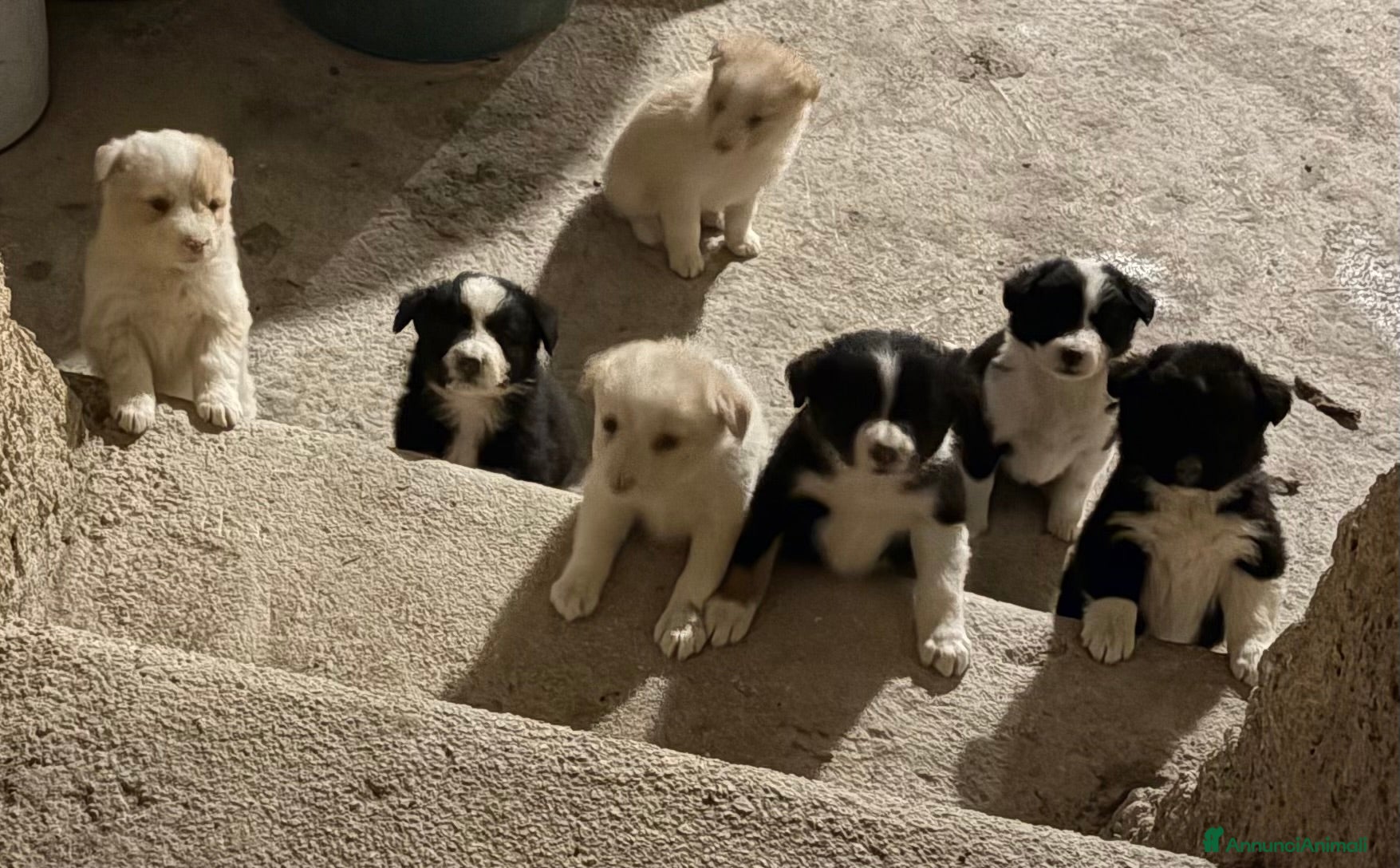 Border Collie cani Cucciole di Border collie - Annuncio 1