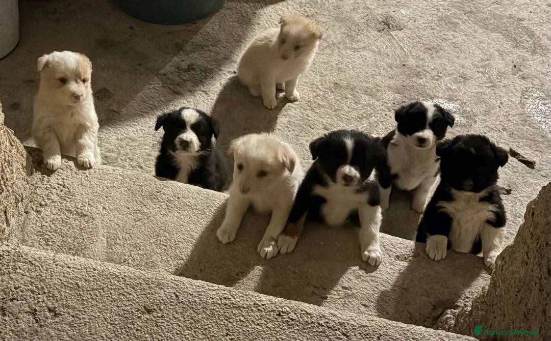 Border Collie cani in vendita: Cucciole di Border collie - Annuncio 1