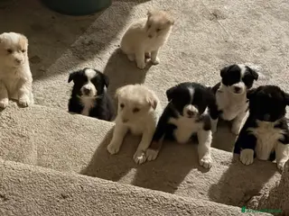 Border Collie cani Cucciole di Border collie - Annuncio 8