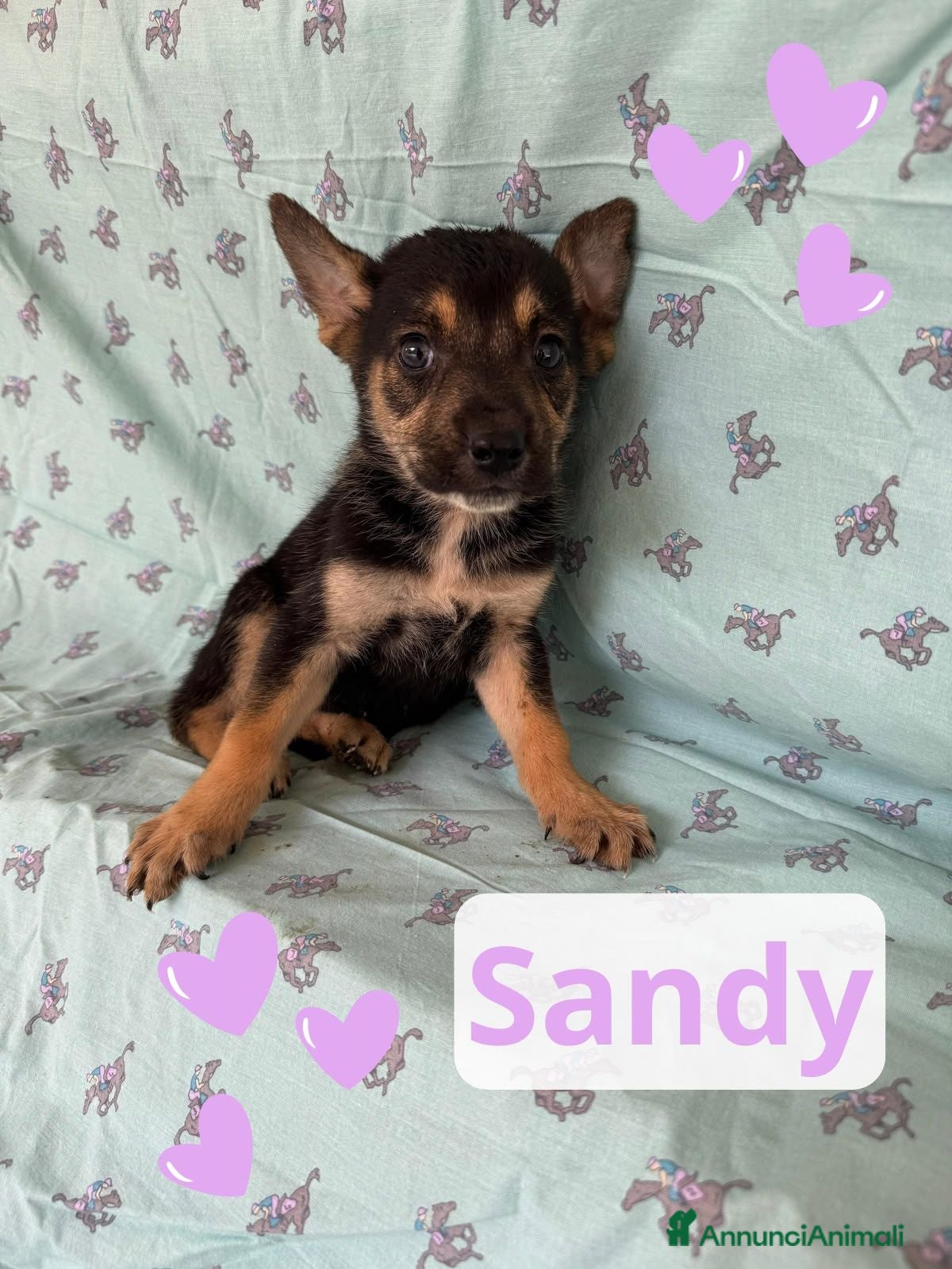 Meticcio cani Sandy  - Annuncio 6