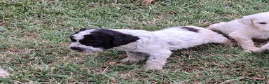 Lagotto 6