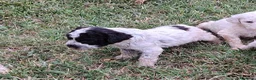 Lagotto cani in vendita: Lagotto Romagnolo con Pedigree - Annuncio 9