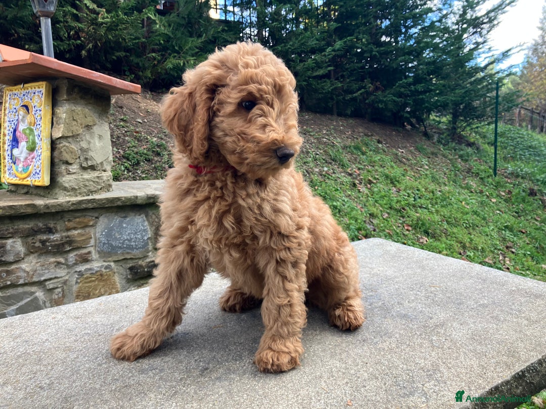 Barbone cani in vendita: Barbone grande mole - Annuncio 4