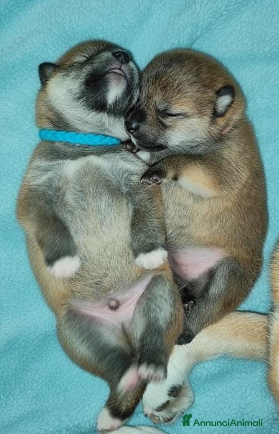 Shiba Inu cani in vendita: Cuccioli di Shiba Inu con genitori testati - Annuncio 15