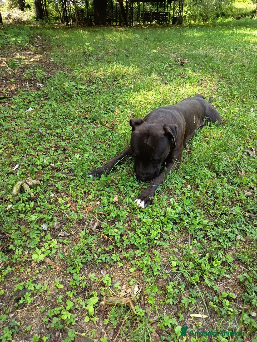 American Staffordshire cani in vendita: Regalo Amstaff Maschio 2 anni - Annuncio 6