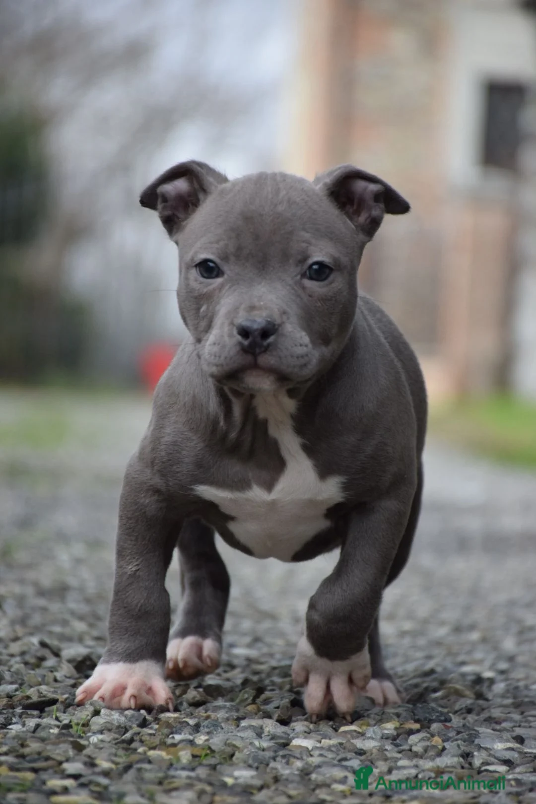 Pitbull cani in vendita: Cuccioli American Pit Bull anche a rate - Annuncio 15