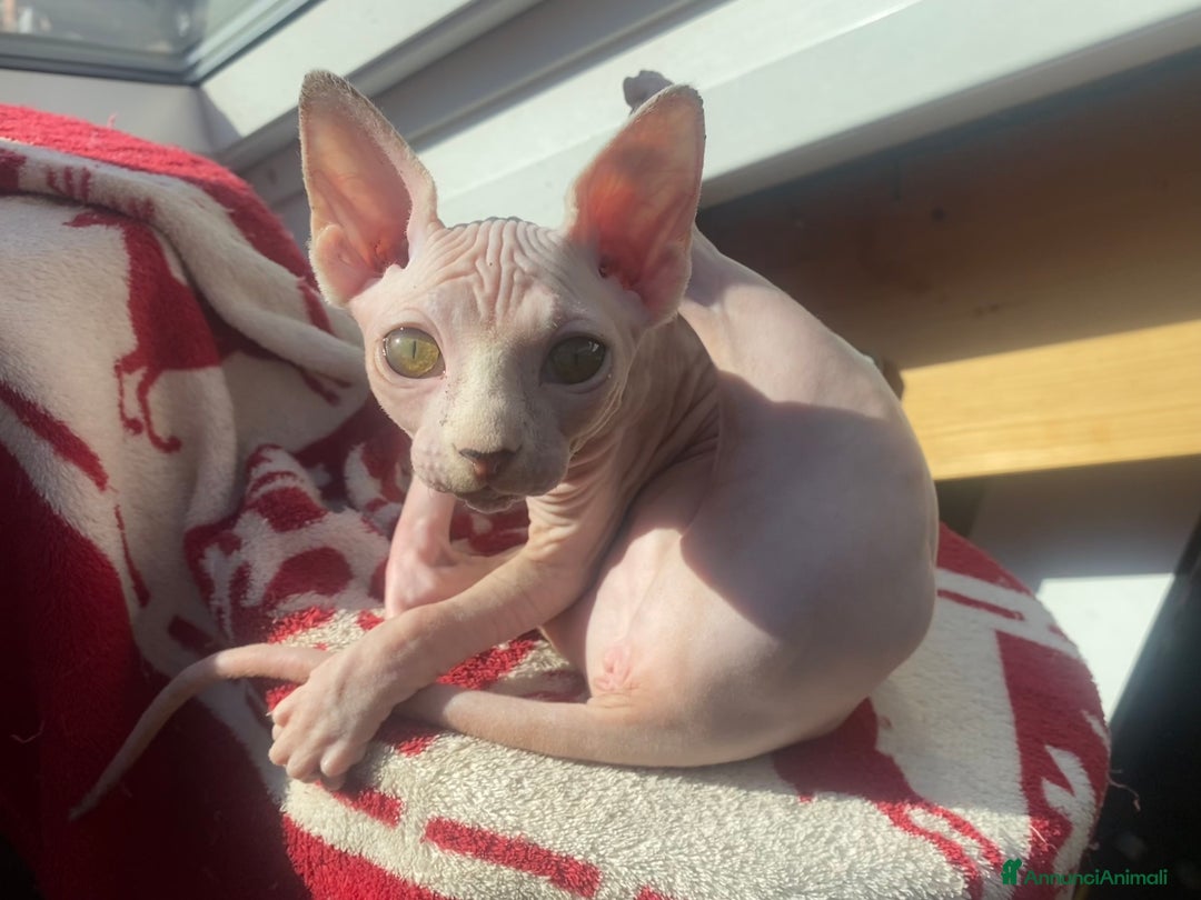 Sphynx gatti in vendita: Canadian Sphynx maschio - Annuncio 2