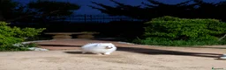 Volpino Pomerania cani in vendita: Dolcissimo maschietto di Pomerania con pedigree  a Provincia di Salerno - Annuncio 2