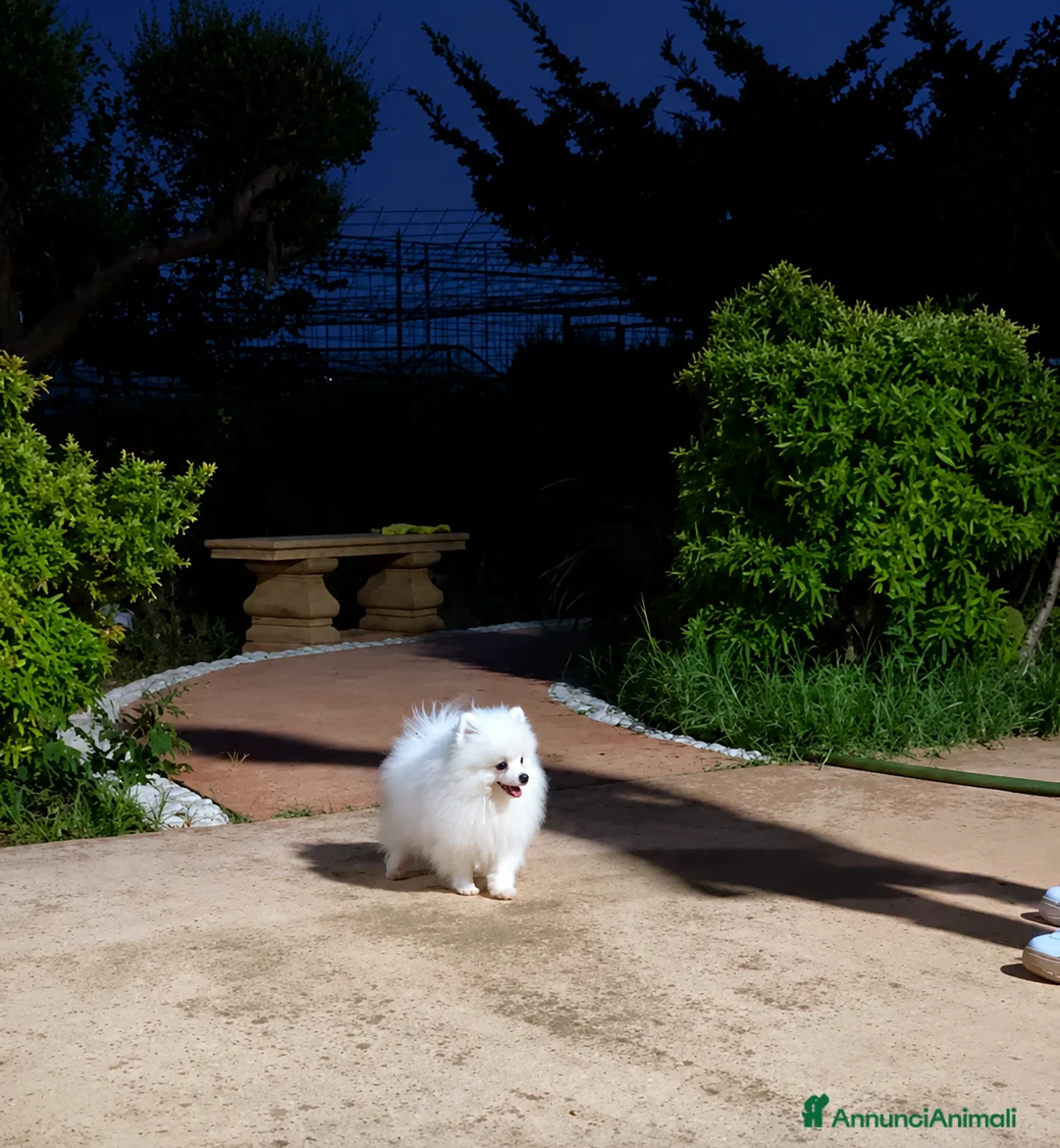 Volpino Pomerania cani in vendita: Dolcissimo maschietto di Pomerania con pedigree  a Provincia di Salerno - Annuncio 2