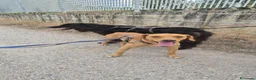 Meticcio cani in regalo: Flocky: 2 anni, taglia contenuta, socievole  - Annuncio 4