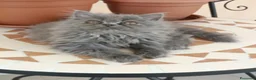 Persiano gatti in vendita: Matisse  - Annuncio 2