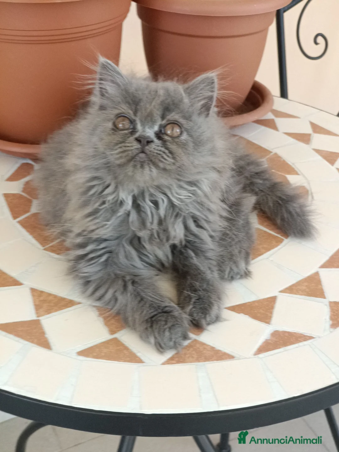 Persiano gatti in vendita: Matisse  - Annuncio 2