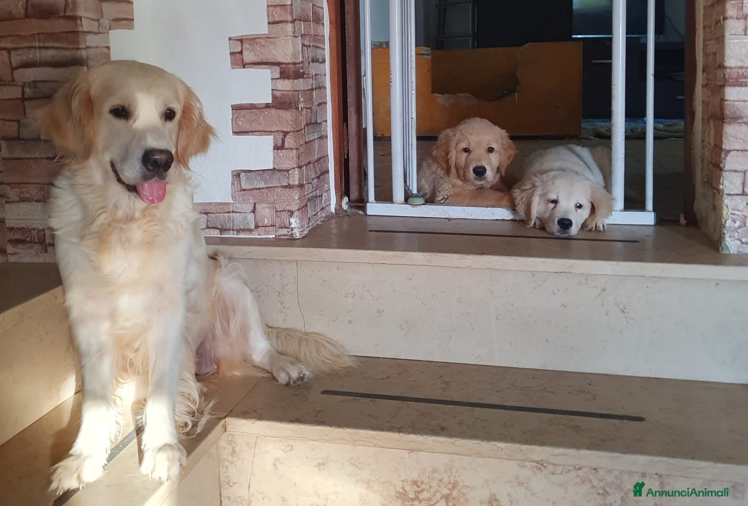 Golden Retriever cani 2 maschietti Golden retriever - Annuncio 2