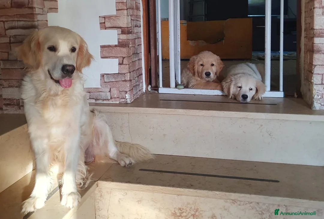Golden Retriever cani in vendita: 2 maschietti Golden retriever a Provincia di Terni - Annuncio 2