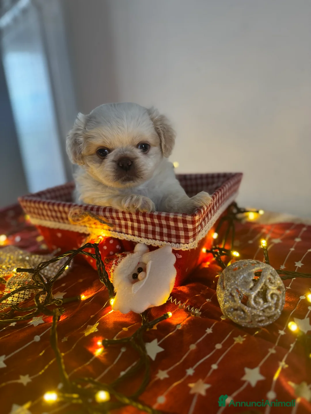 Pechinese cani in vendita: Cuccioli pechinese - Annuncio 5