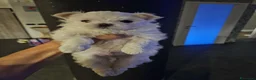 Maltese cani in vendita: Cucciolo maschietto maltese  - Annuncio 1