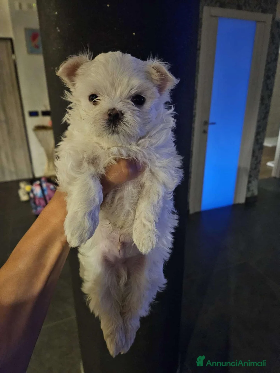 Maltese cani in vendita: Cucciolo maschietto maltese  - Annuncio 1