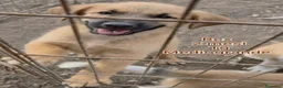 Meticcio cani in regalo: TANTI CUCCIOLI SOLI  a Provincia di Vicenza - Annuncio 4