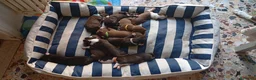 Pitbull cani in vendita: Vendo  - Annuncio 1