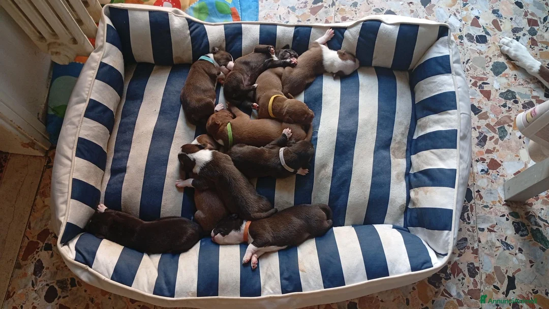 Pitbull cani in vendita: Vendo  - Annuncio 1