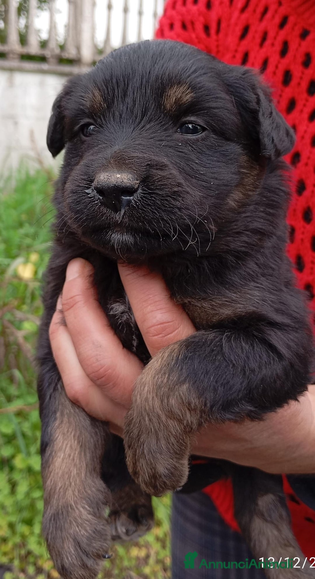 Altre razze cani in regalo: Cuccioli di taglia media piccola  - Annuncio 9
