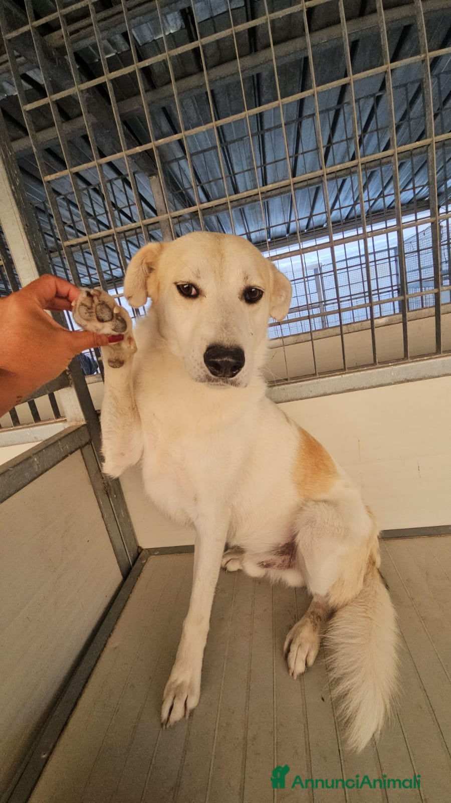 Meticcio cani Gerry: equilibrato, docile, socievole  - Annuncio 37