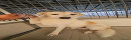 Meticcio cani in regalo: Gerry: equilibrato, docile, socievole  - Annuncio 1