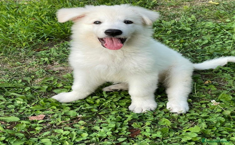 Pastore Svizzero cani a Province of Brescia - Annuncio 1