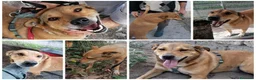 Meticcio cani in regalo: BRUNO 5anni ne ha passate tante ..SOS NAPOLI a Città metropolitana di Milano - Annuncio 7