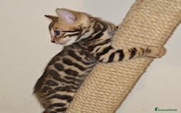 Bengala gatti in vendita: Cuccioli di Bengala - Immagine 2