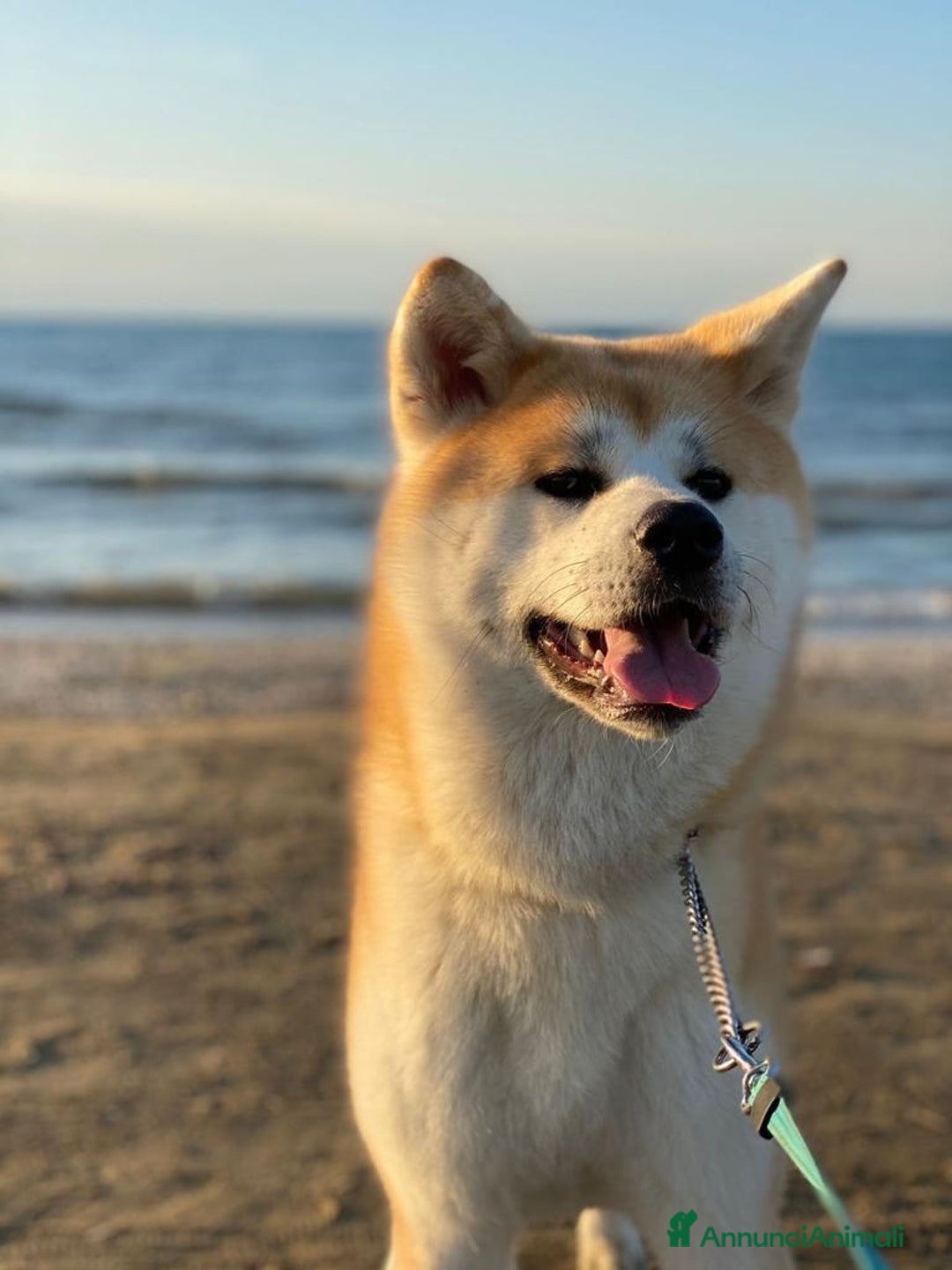 Akita Inu cani in vendita: Splendidi cuccioli di akita inu in prontaconsegna  a Provincia di Matera - Immagine 6