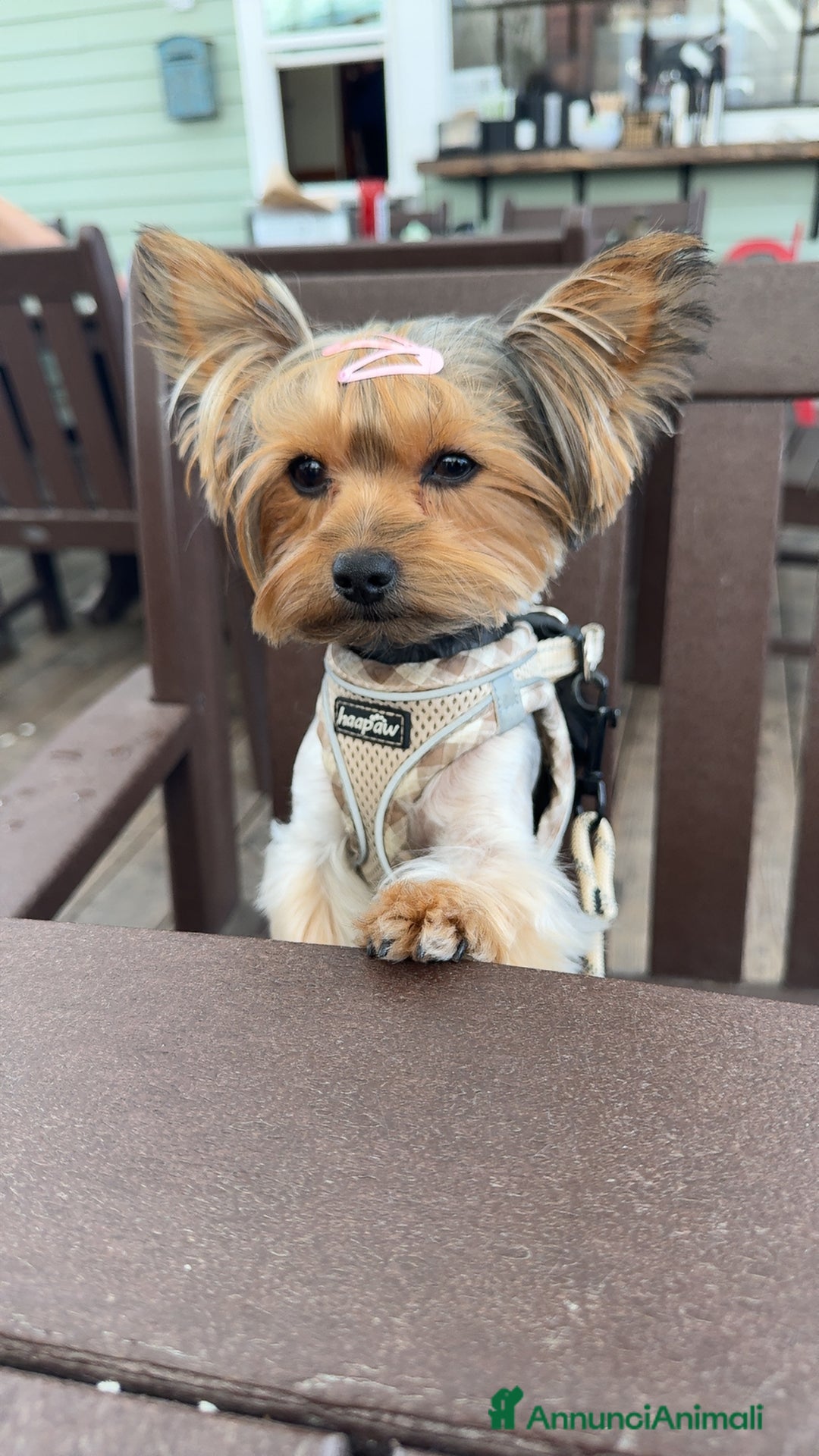 Yorkshire cani per accoppiamento: Per accoppiamento - Annuncio 3