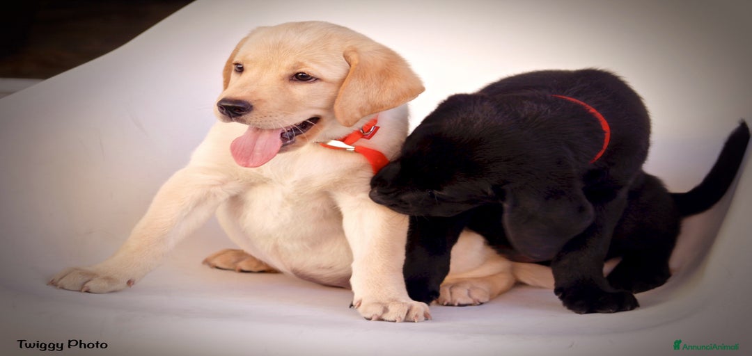 Immagine della galleria {{count}}