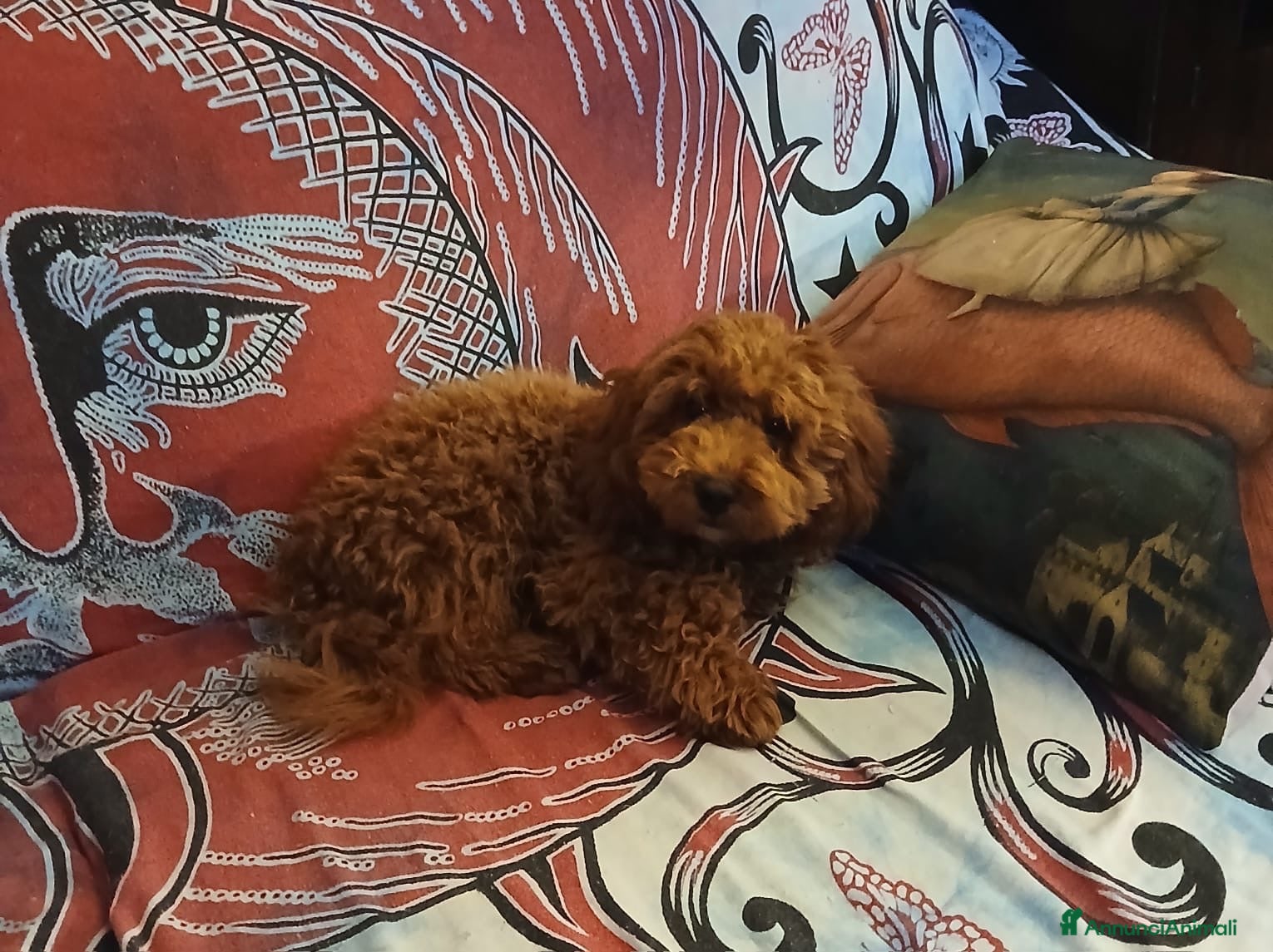 Barboncino Toy cani Barboncino Toy Red  - Annuncio 26