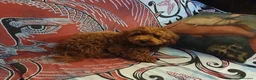 Barboncino Toy cani in vendita: Barboncino Toy Red  - Annuncio 1