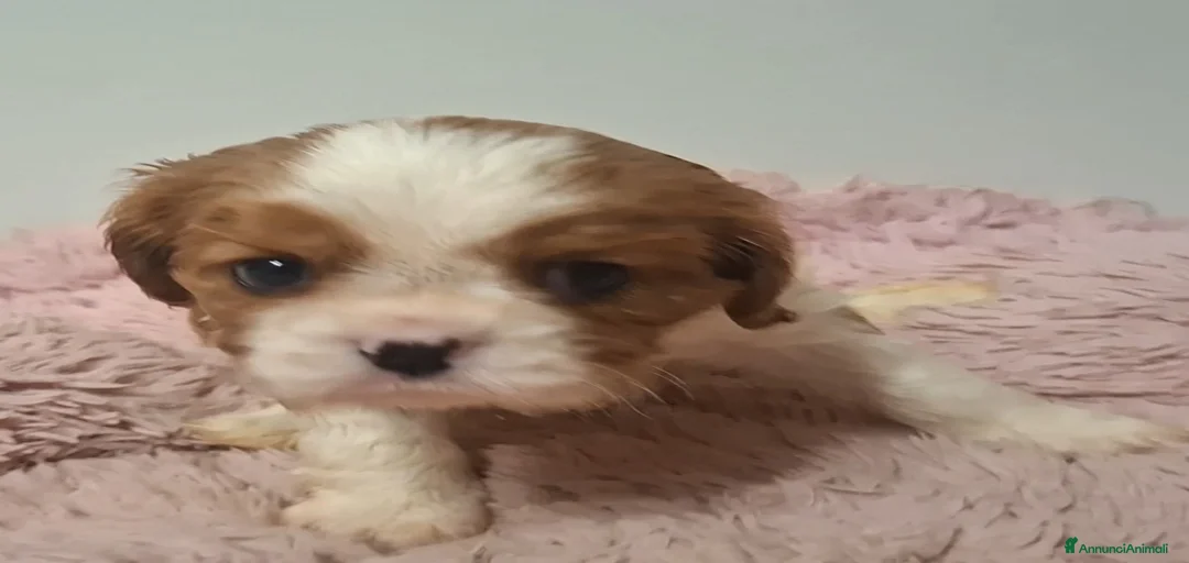 Immagine della galleria {{count}}