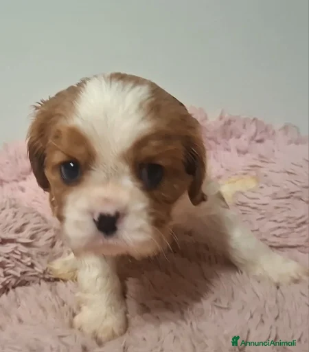 Immagine della galleria {{count}}