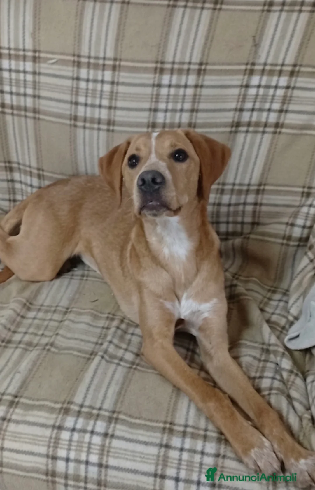 Meticcio cani in regalo: Candy a Provincia di Alessandria - Annuncio 2