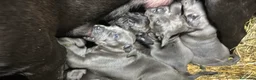 Cane Corso cani in vendita: Cuccioli di Corso grigi e neri (Montiglio AT) - Annuncio 5