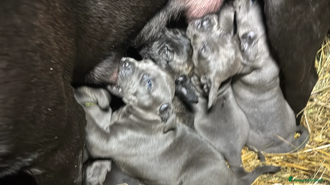 Cane Corso cani in vendita: Cuccioli di Corso grigi e neri (Montiglio AT) - Annuncio 5