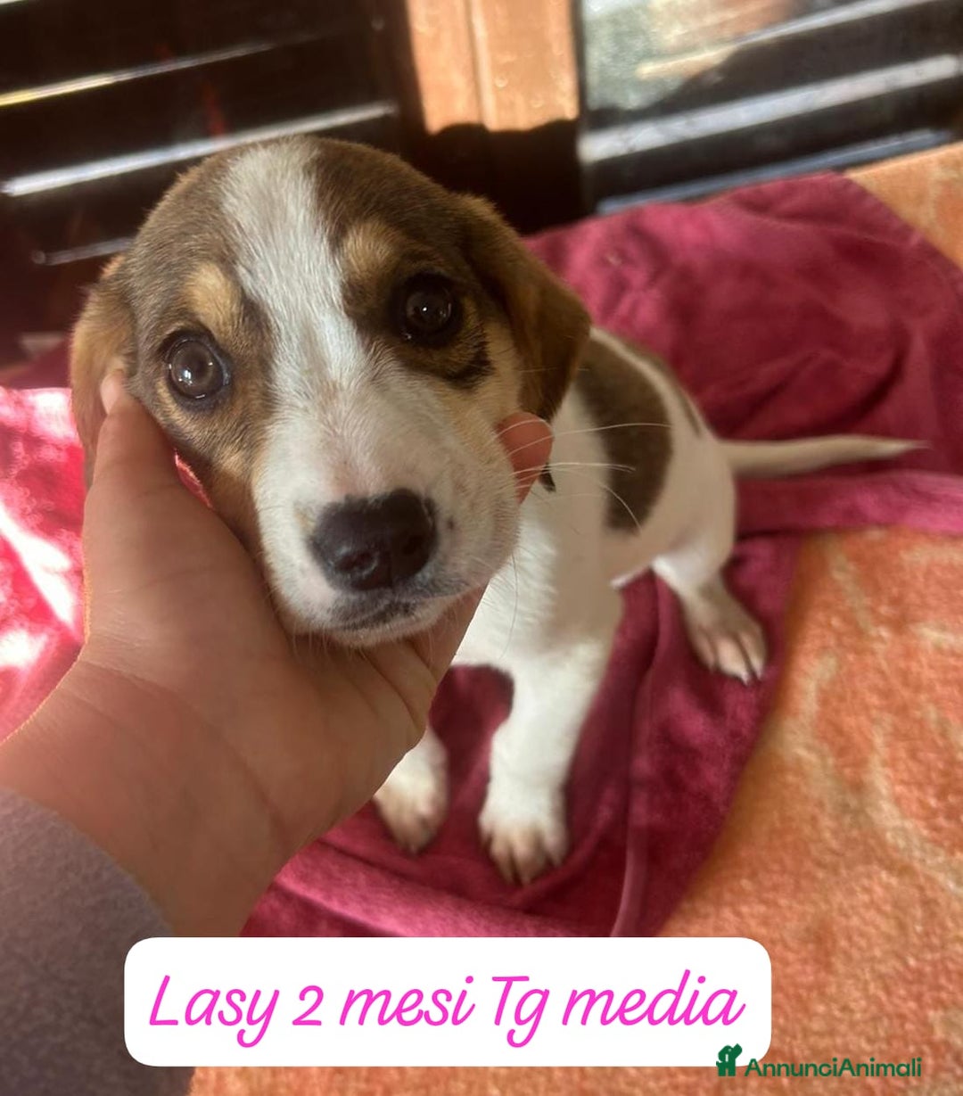 Meticcio cani in regalo: Tanti bellissimi cuccioli da salvare  - Annuncio 1