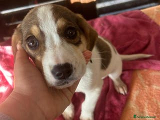 Meticcio cani Tanti bellissimi cuccioli da salvare - Annuncio 37