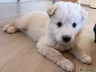 Meticcio cani in regalo: Dimitry - Annuncio 3